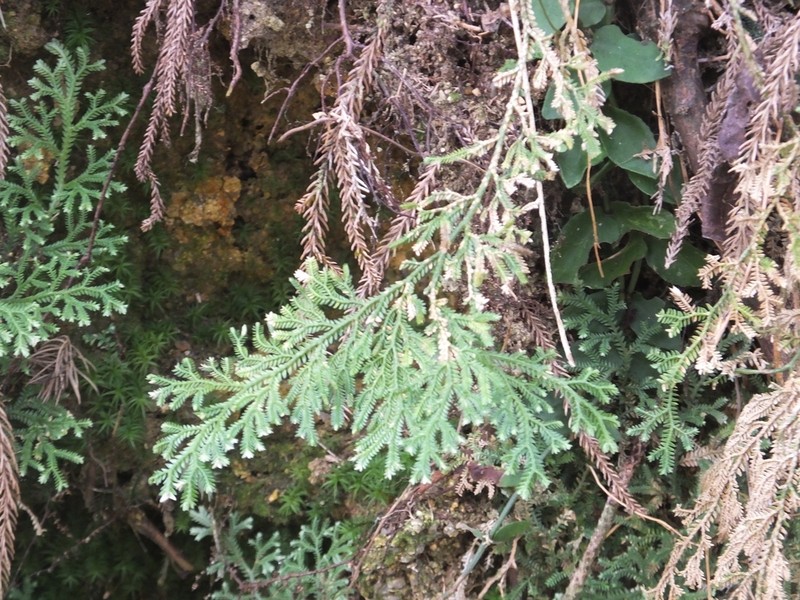 Selaginella scabrifolia photo 3