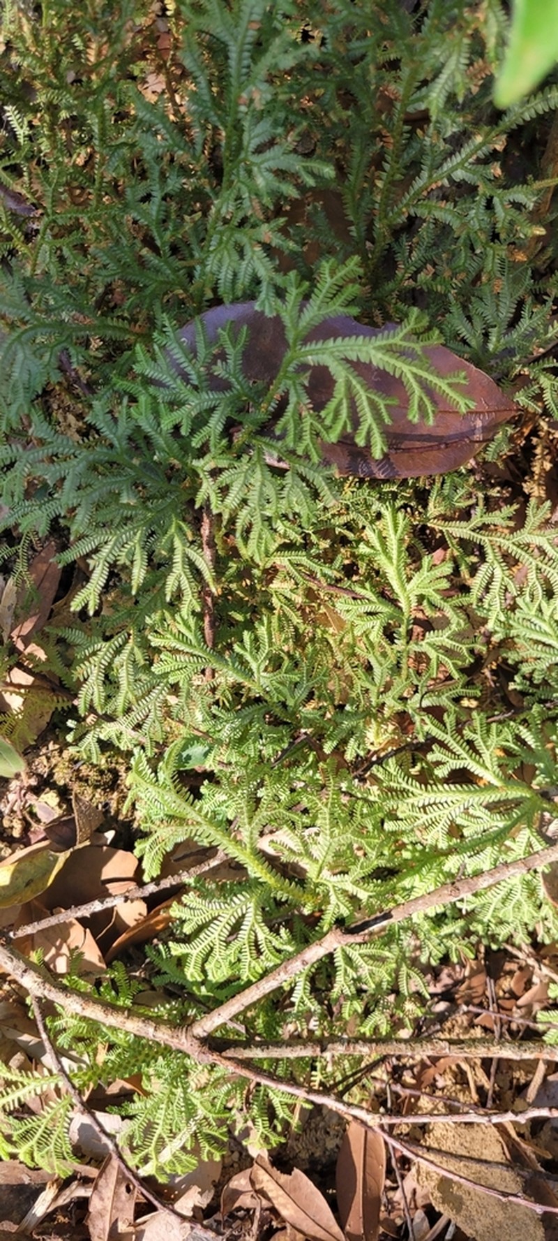 Selaginella scabrifolia photo 4