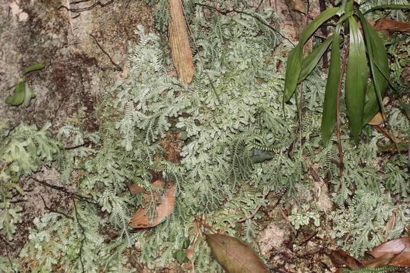 Selaginella scabrifolia photo 5