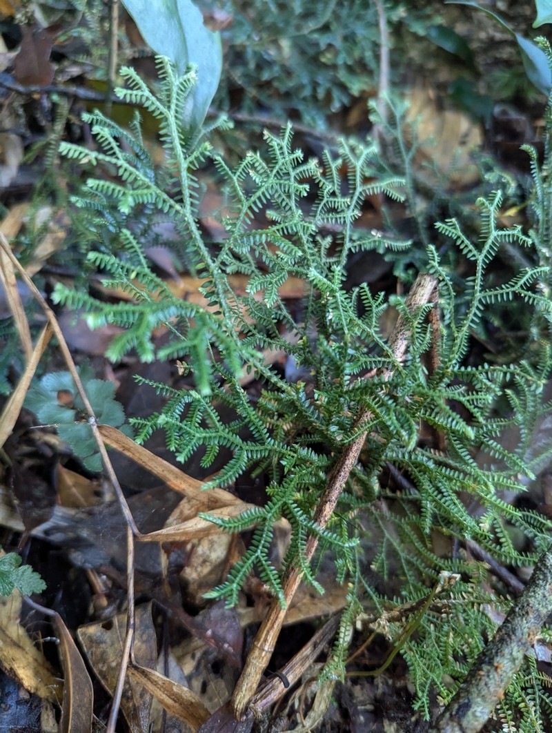 Selaginella scabrifolia photo 6
