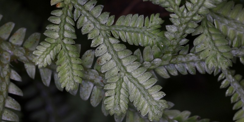 Selaginella scabrifolia photo 7