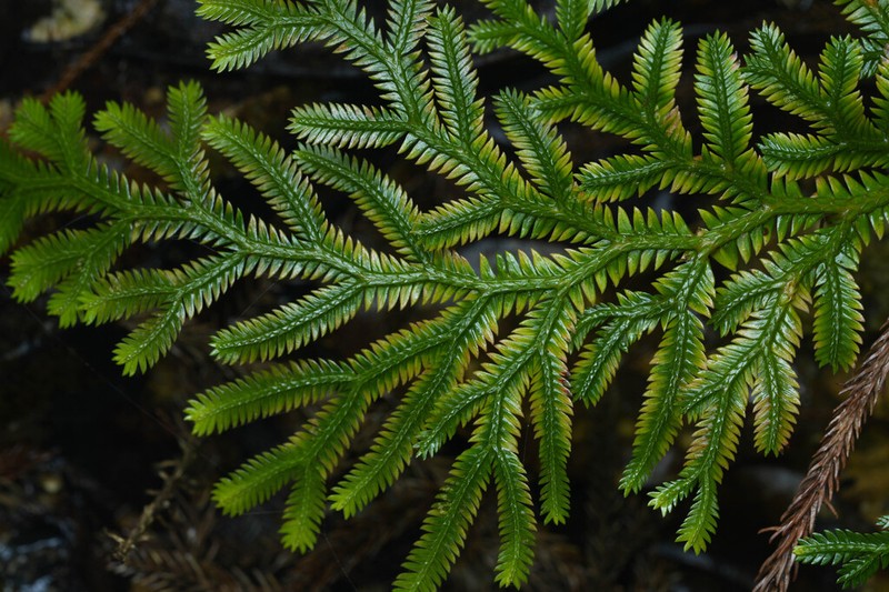 Selaginella scabrifolia photo 8