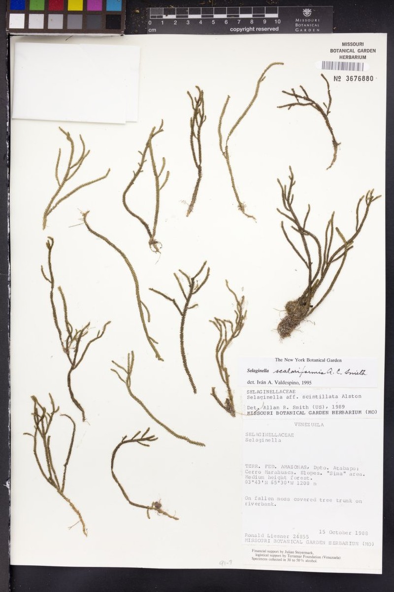 Selaginella scalariformis