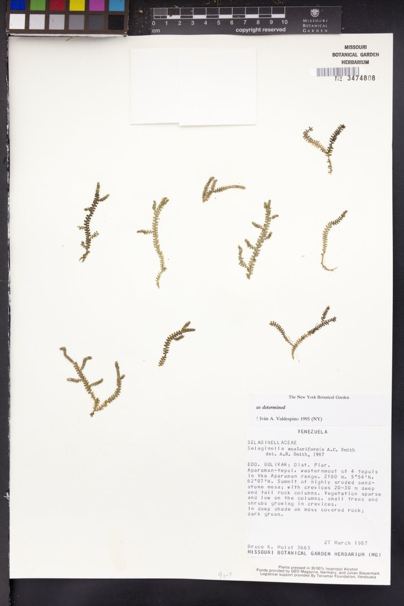 Selaginella scalariformis photo 2