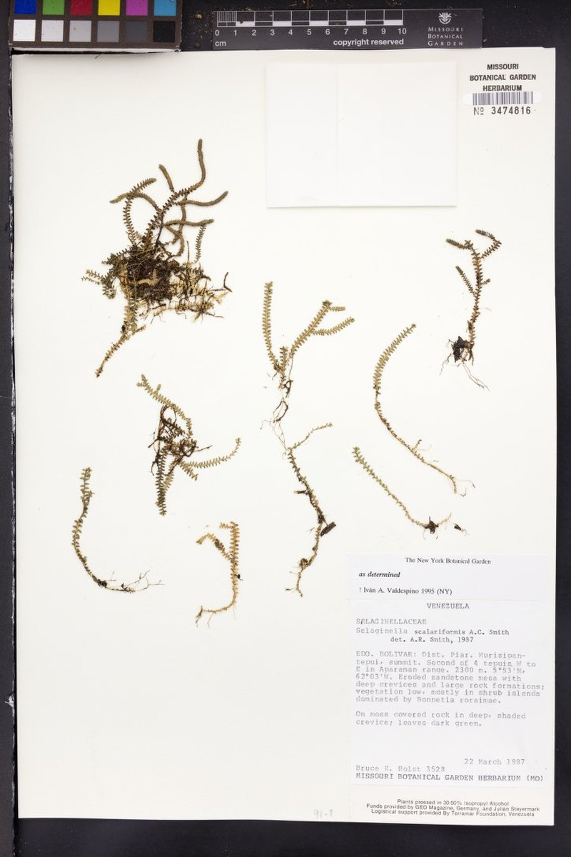 Selaginella scalariformis photo 3