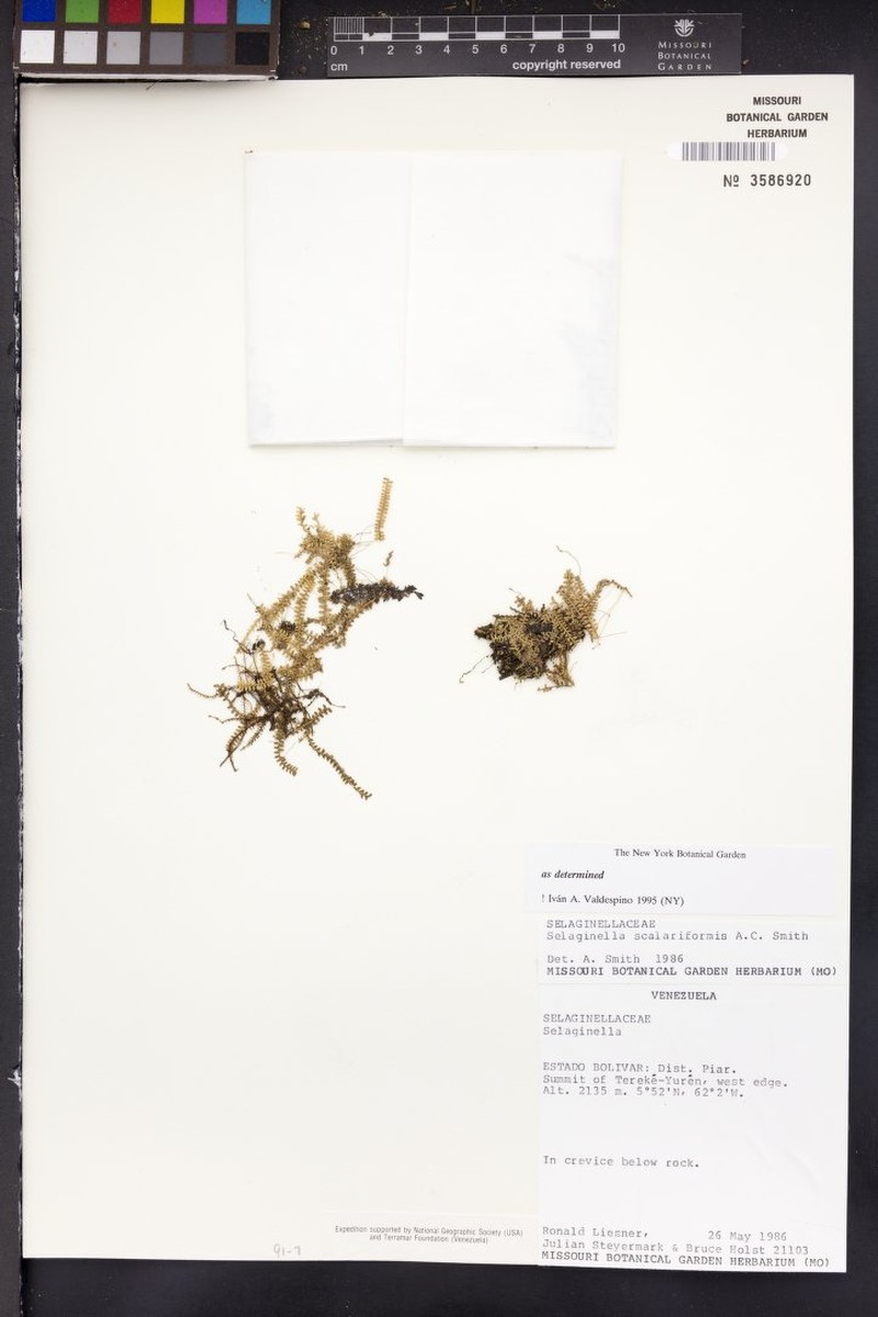 Selaginella scalariformis photo 4