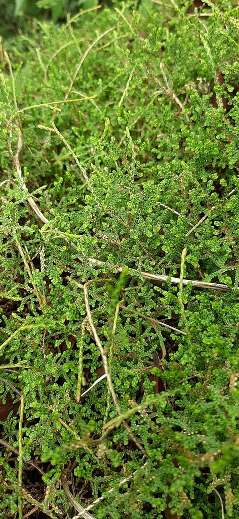 Selaginella schaffneri photo 3