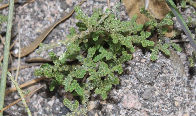Selaginella schaffneri photo 4