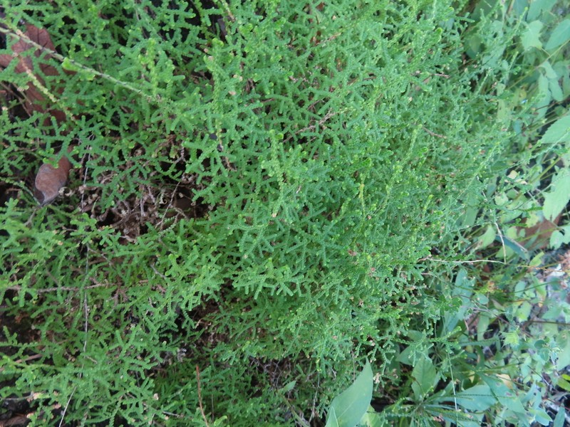 Selaginella schaffneri photo 5