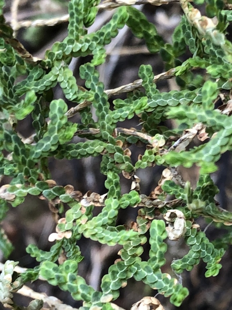 Selaginella schaffneri photo 6