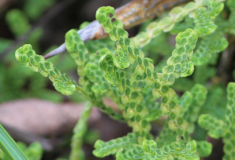 Selaginella schaffneri photo 8