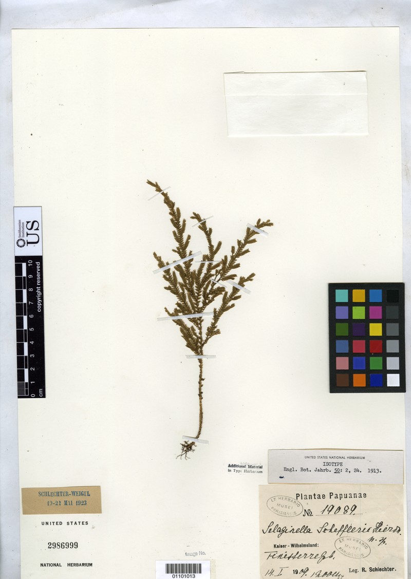 Selaginella schefferi