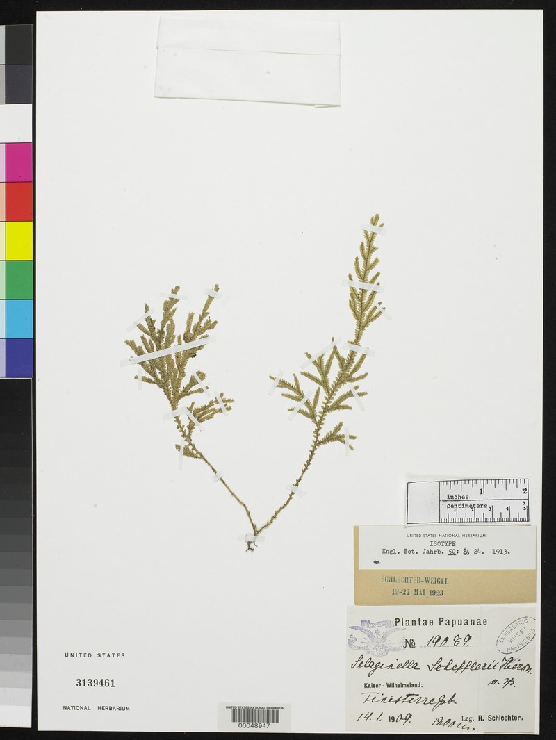 Selaginella schefferi photo 2
