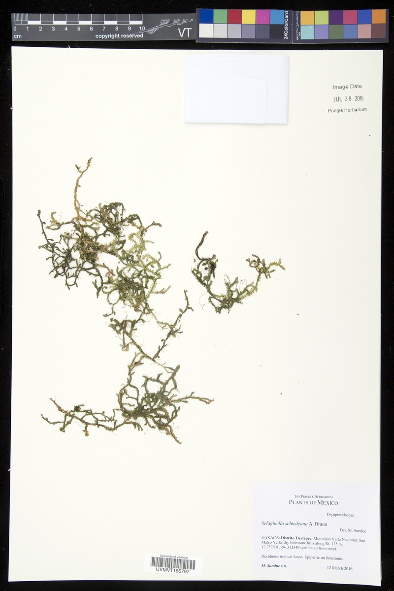 Selaginella schiedeana