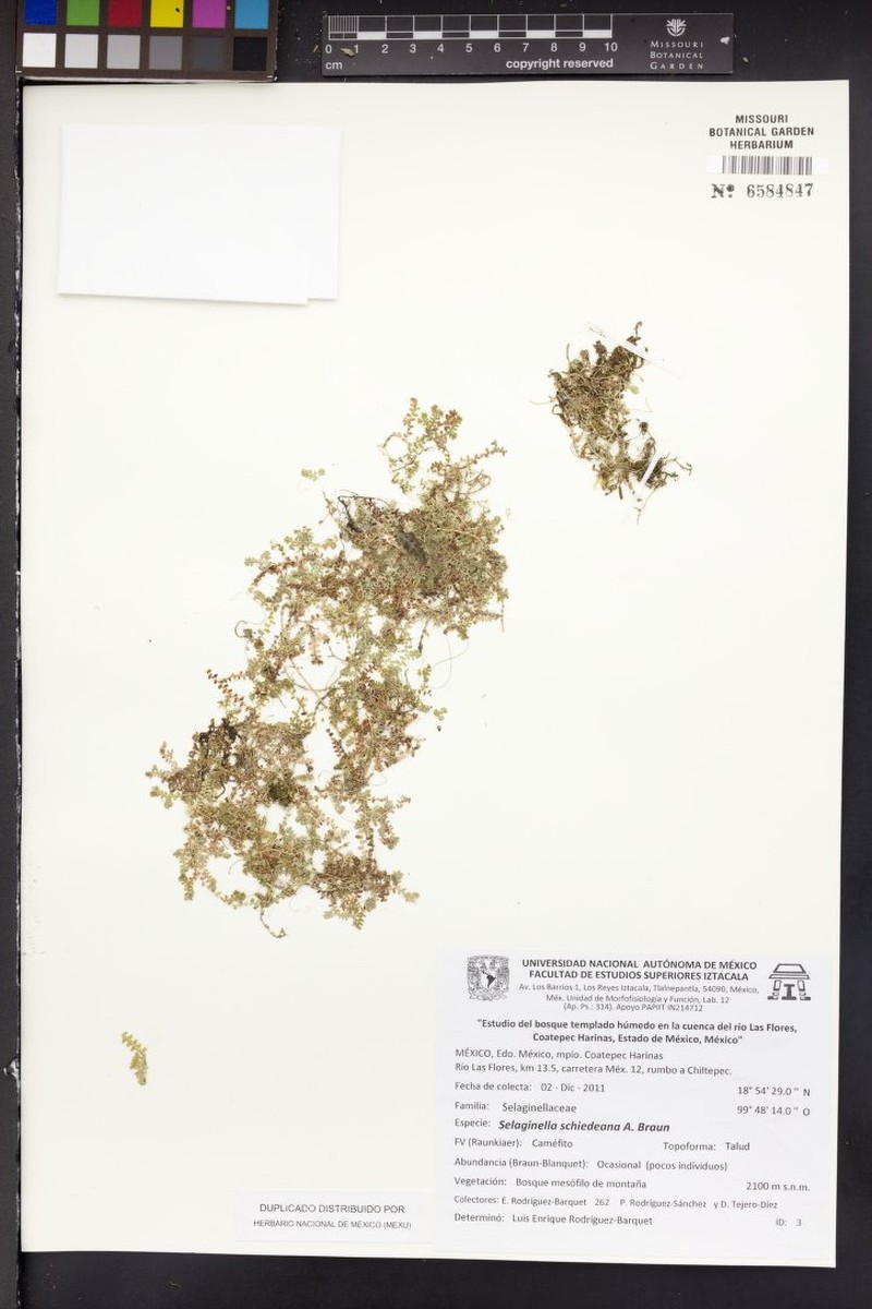 Selaginella schiedeana photo 2