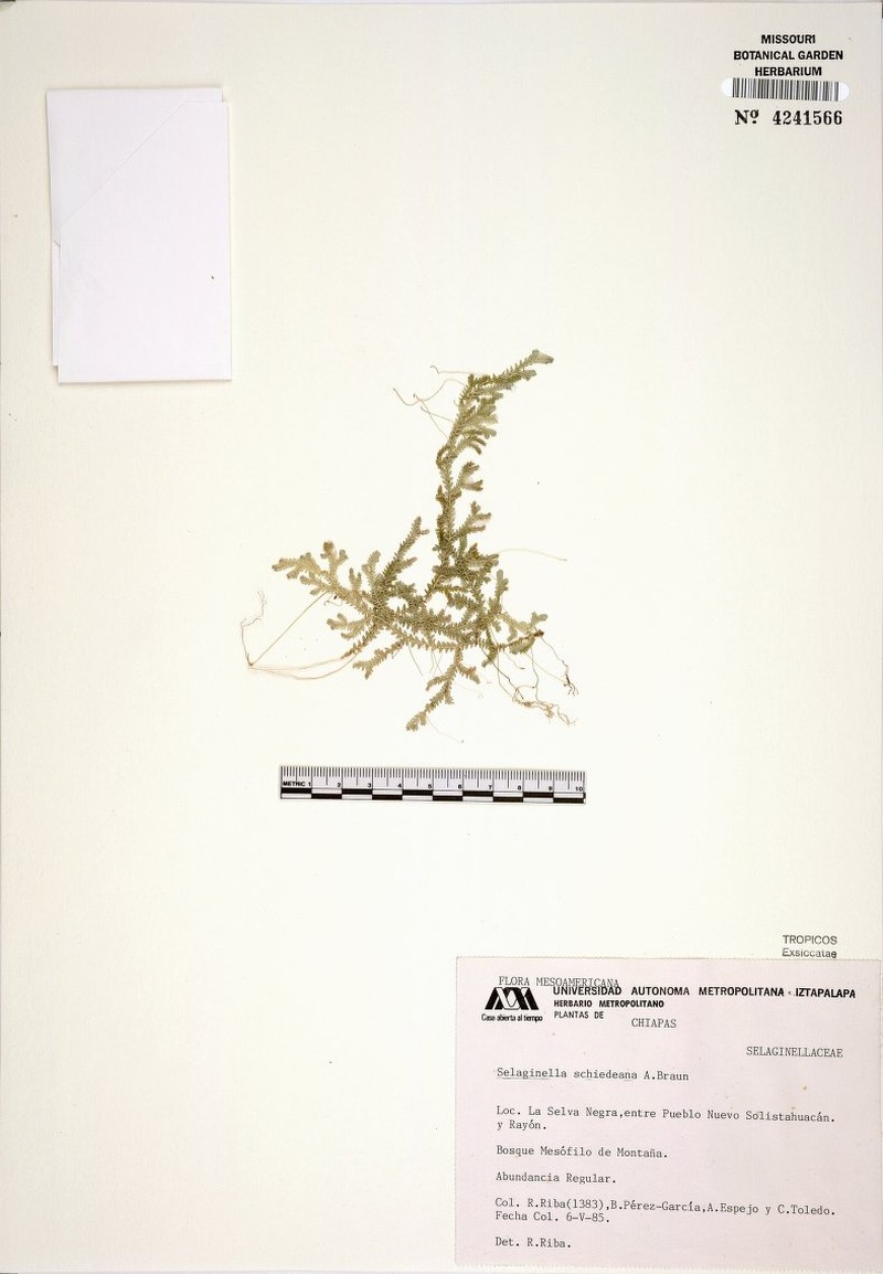 Selaginella schiedeana photo 3