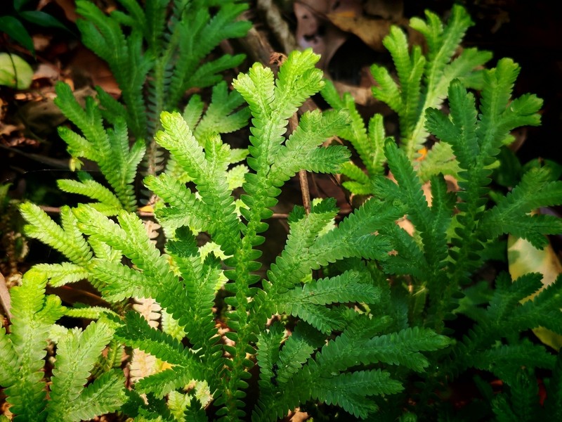Selaginella schizobasis