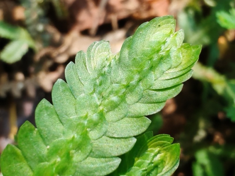 Selaginella schizobasis photo 2