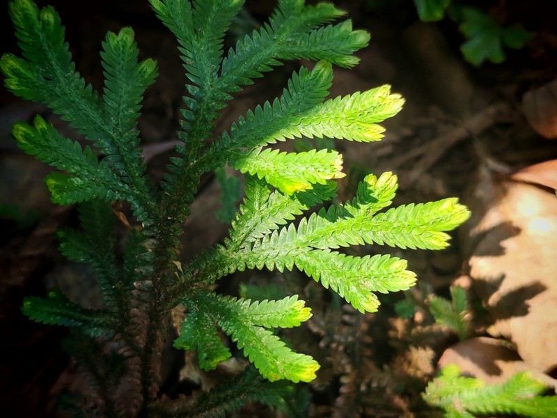 Selaginella schizobasis photo 3