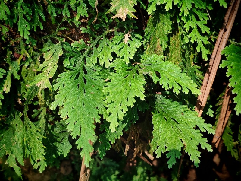Selaginella schizobasis photo 4