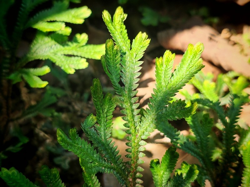 Selaginella schizobasis photo 5