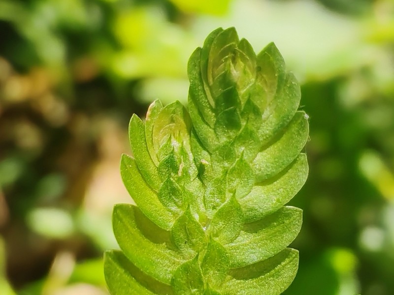 Selaginella schizobasis photo 6