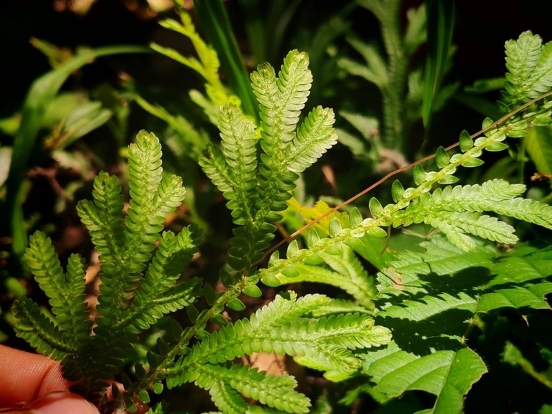 Selaginella schizobasis photo 7