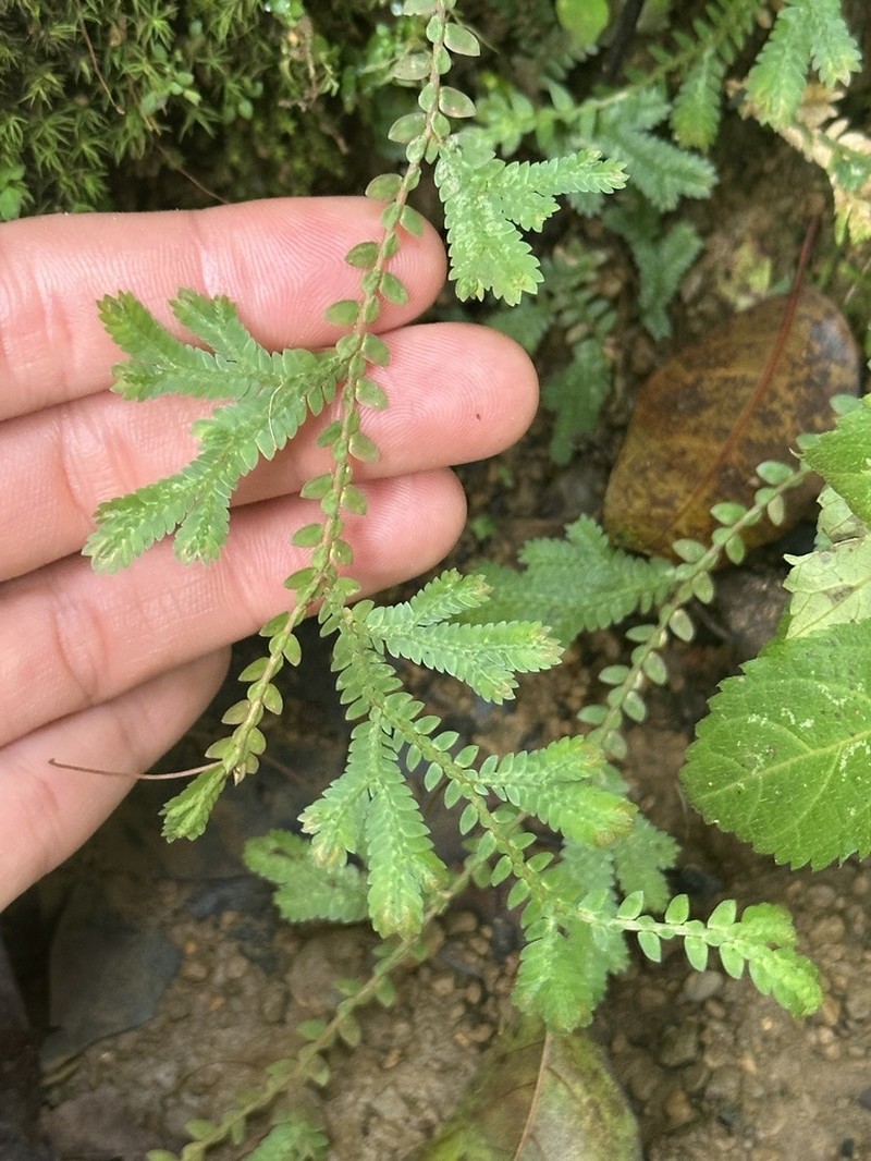 Selaginella schizobasis photo 8