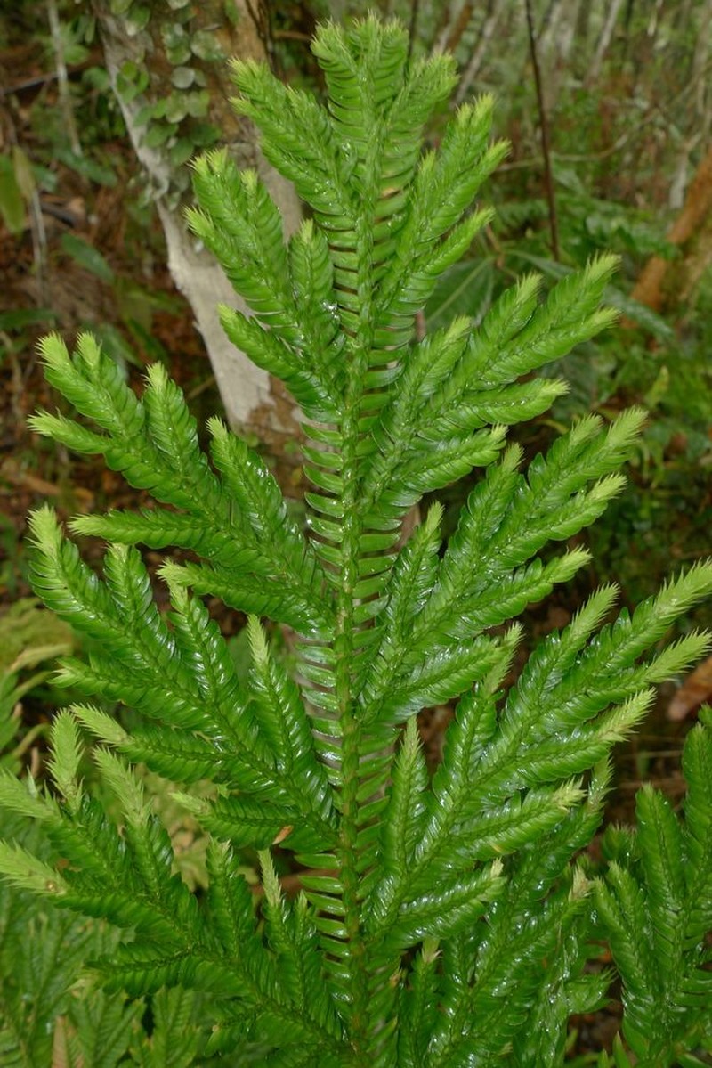 Selaginella schlechteri photo 2