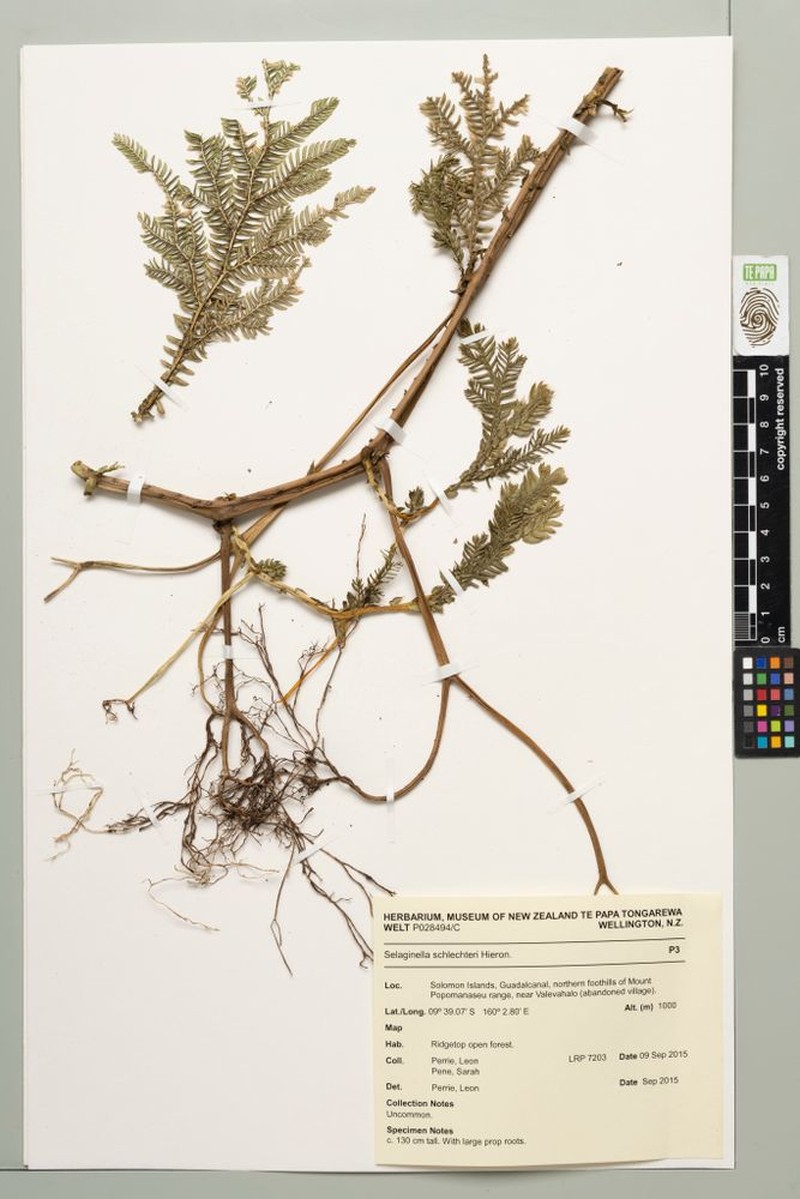 Selaginella schlechteri photo 3