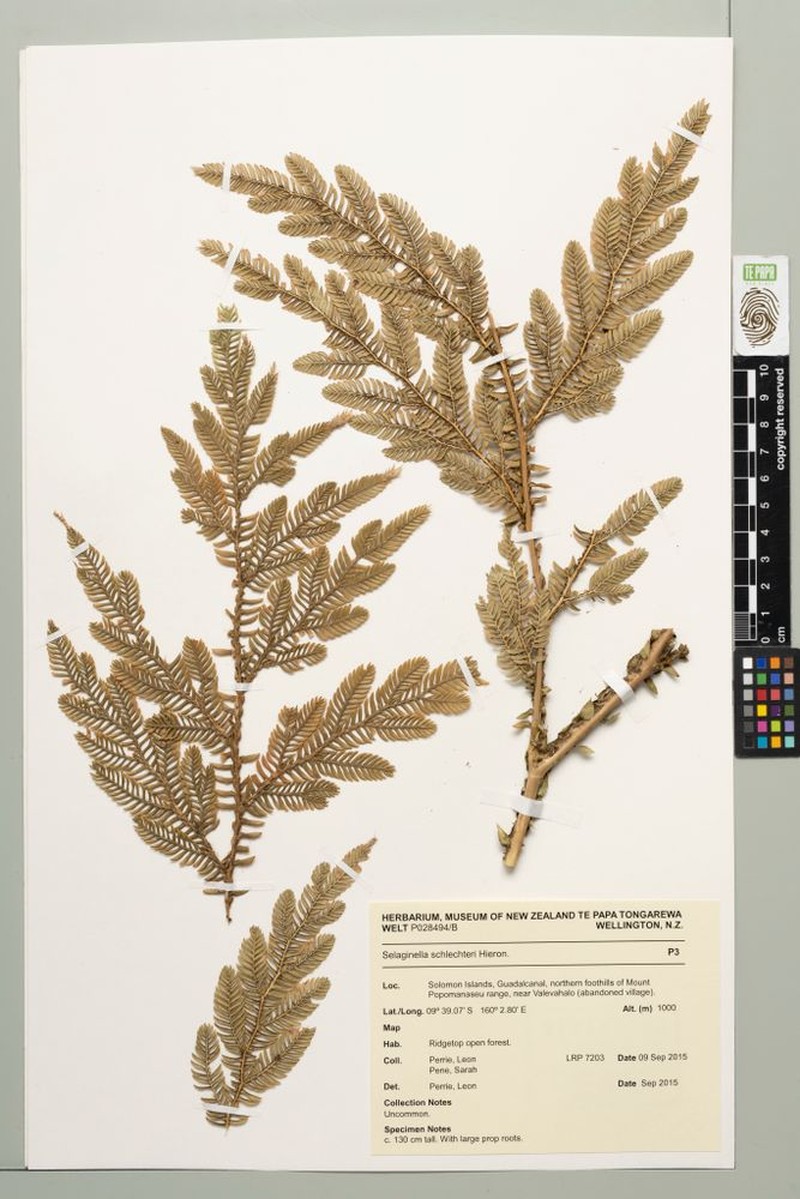 Selaginella schlechteri photo 4