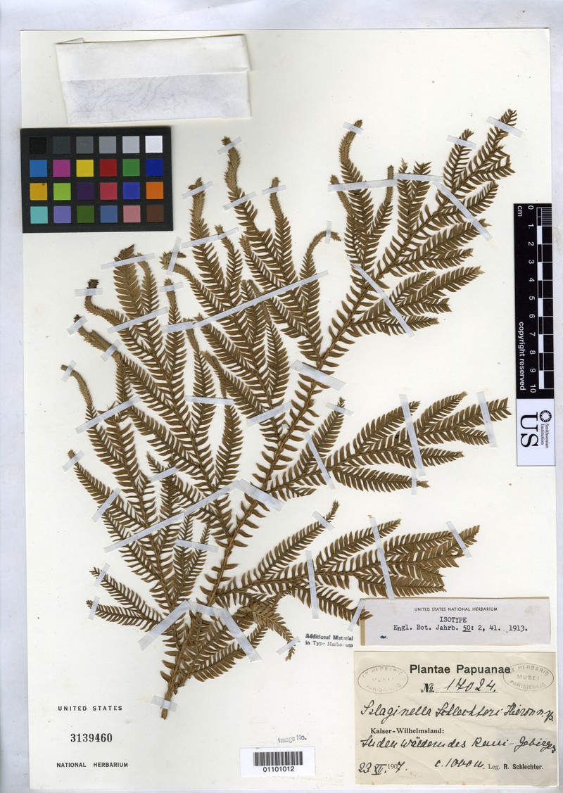 Selaginella schlechteri