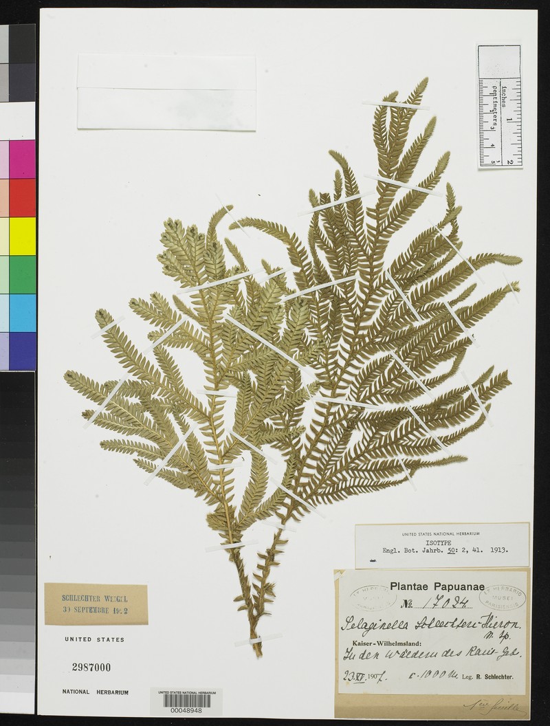 Selaginella schlechteri photo 5