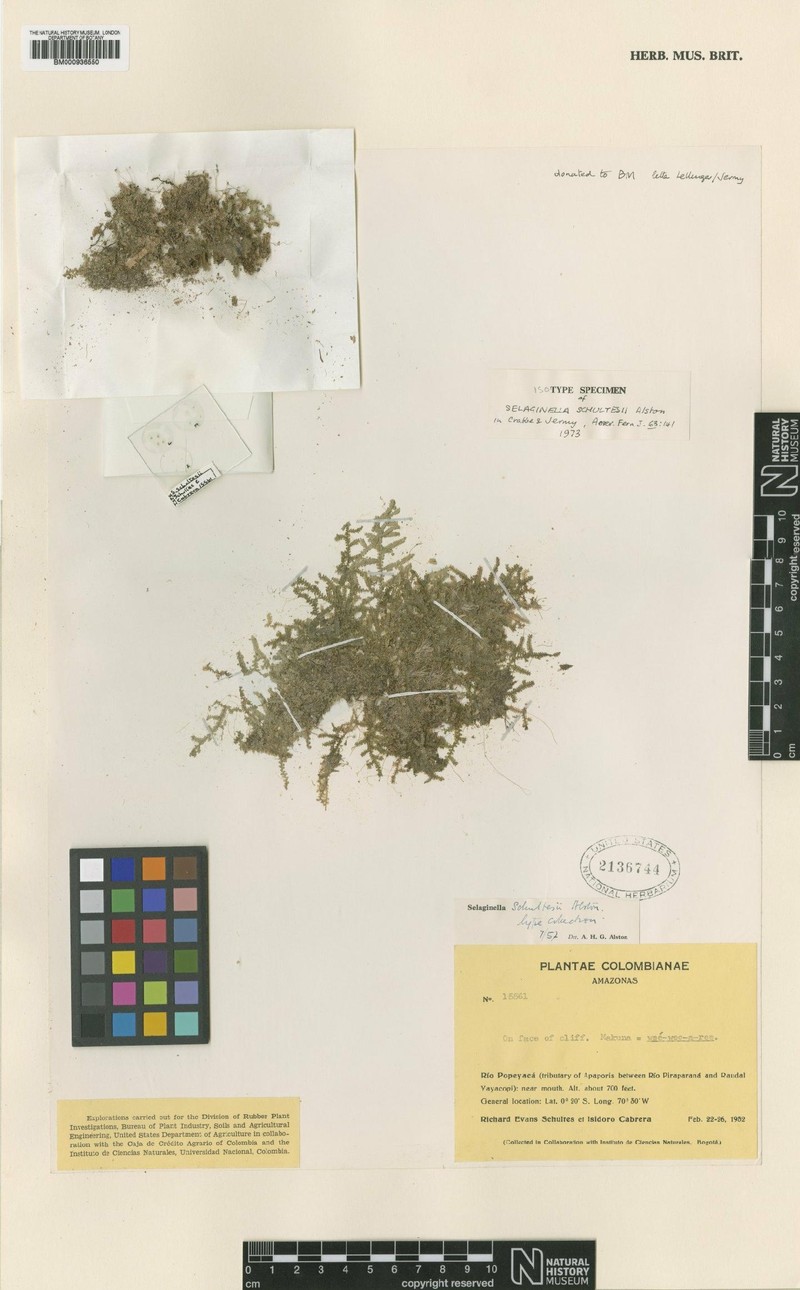 Selaginella schultesii