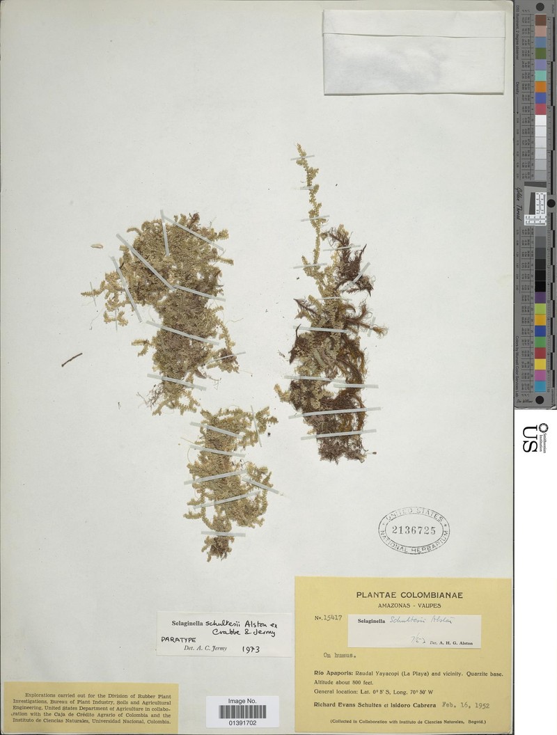 Selaginella schultesii photo 2