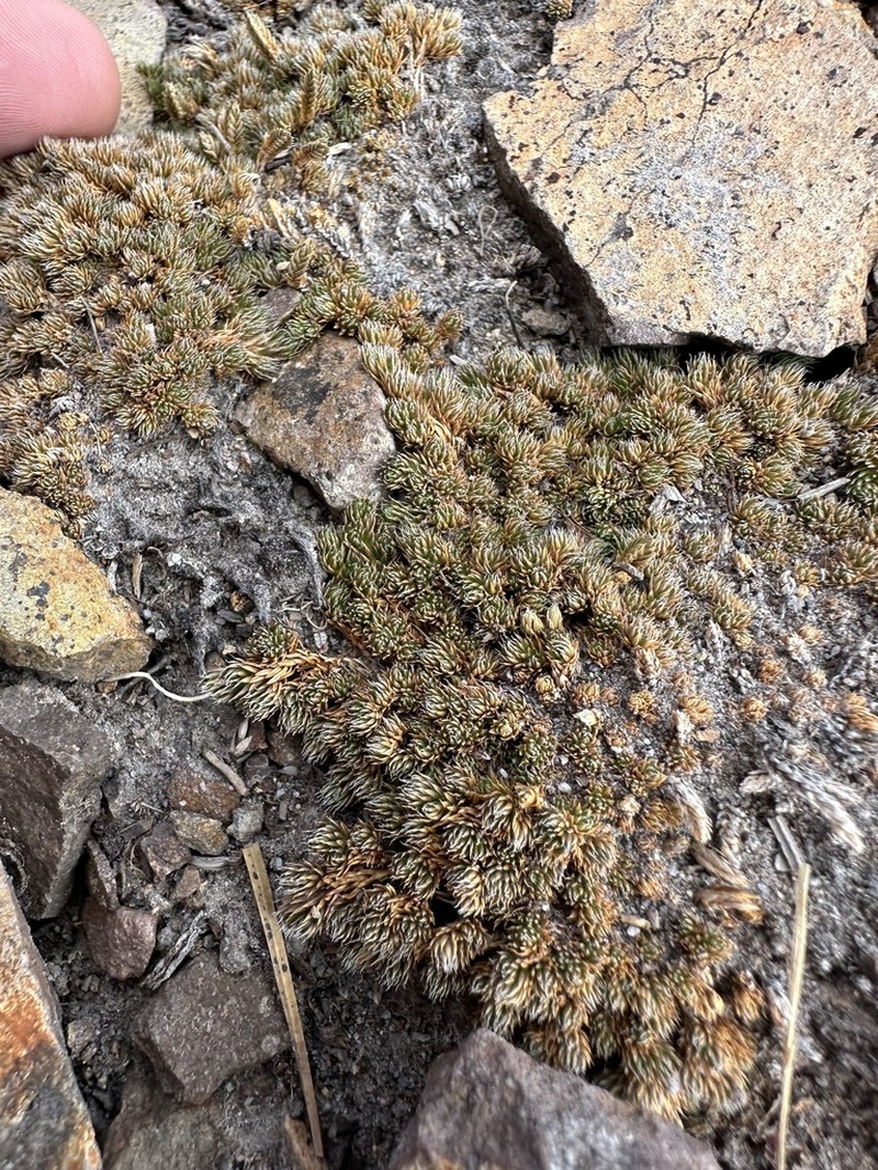 Selaginella scopulorum