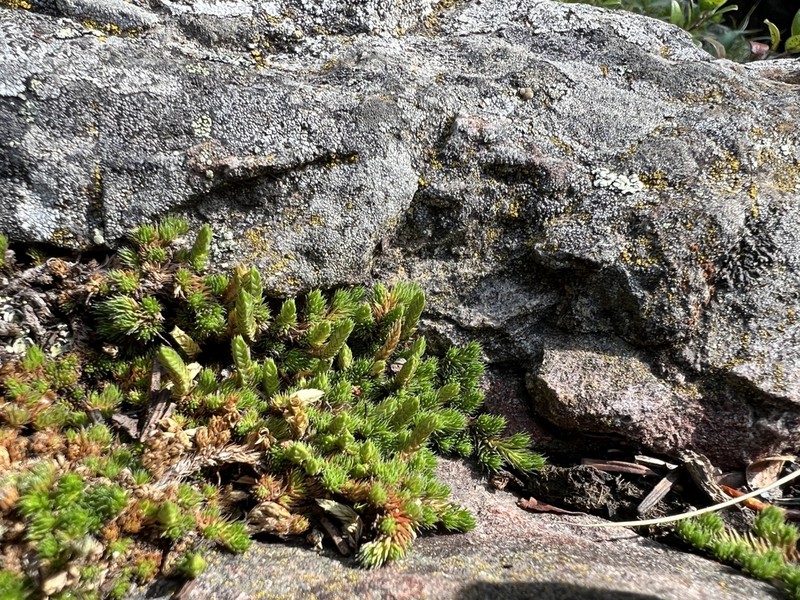 Selaginella scopulorum photo 2