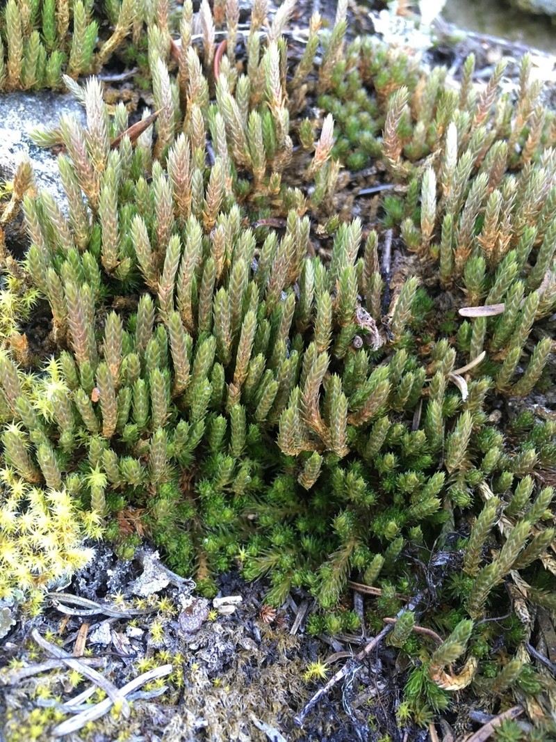 Selaginella scopulorum photo 3