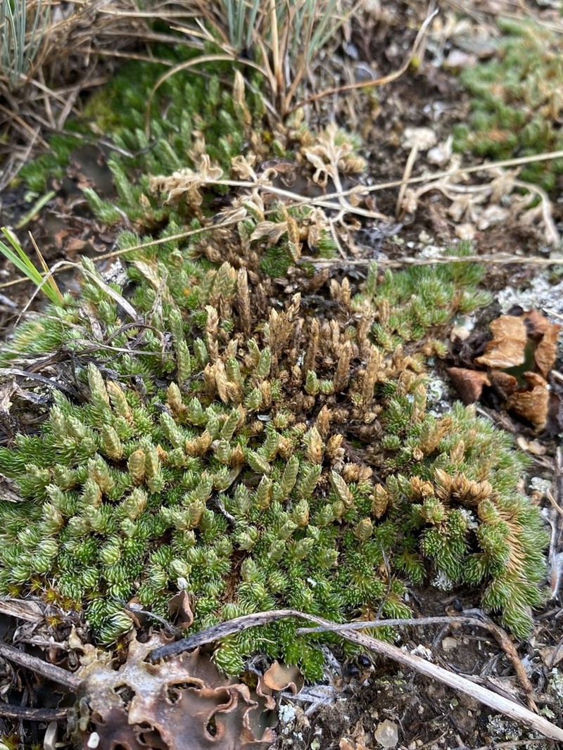 Selaginella scopulorum photo 4
