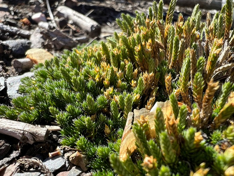Selaginella scopulorum photo 5