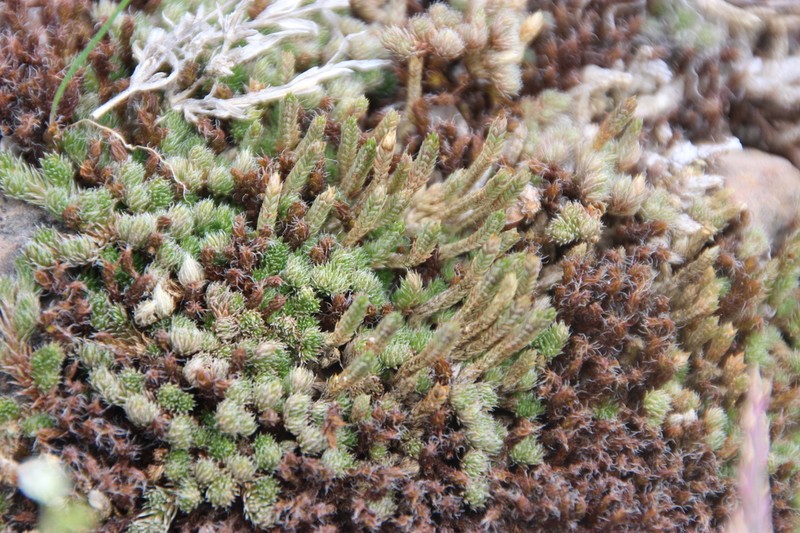 Selaginella scopulorum photo 6