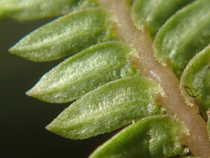 Selaginella sechellarum