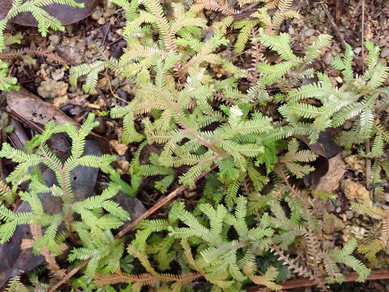 Selaginella sechellarum photo 2