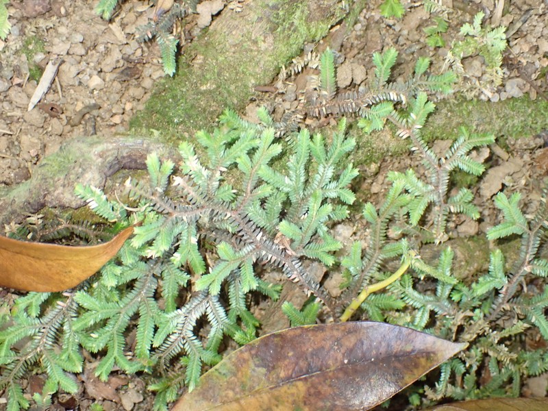 Selaginella sechellarum photo 3