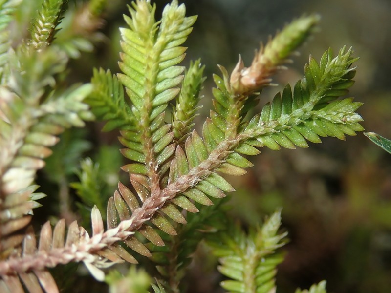 Selaginella sechellarum photo 4