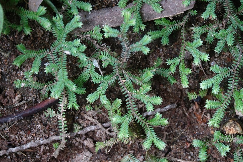 Selaginella sechellarum photo 5