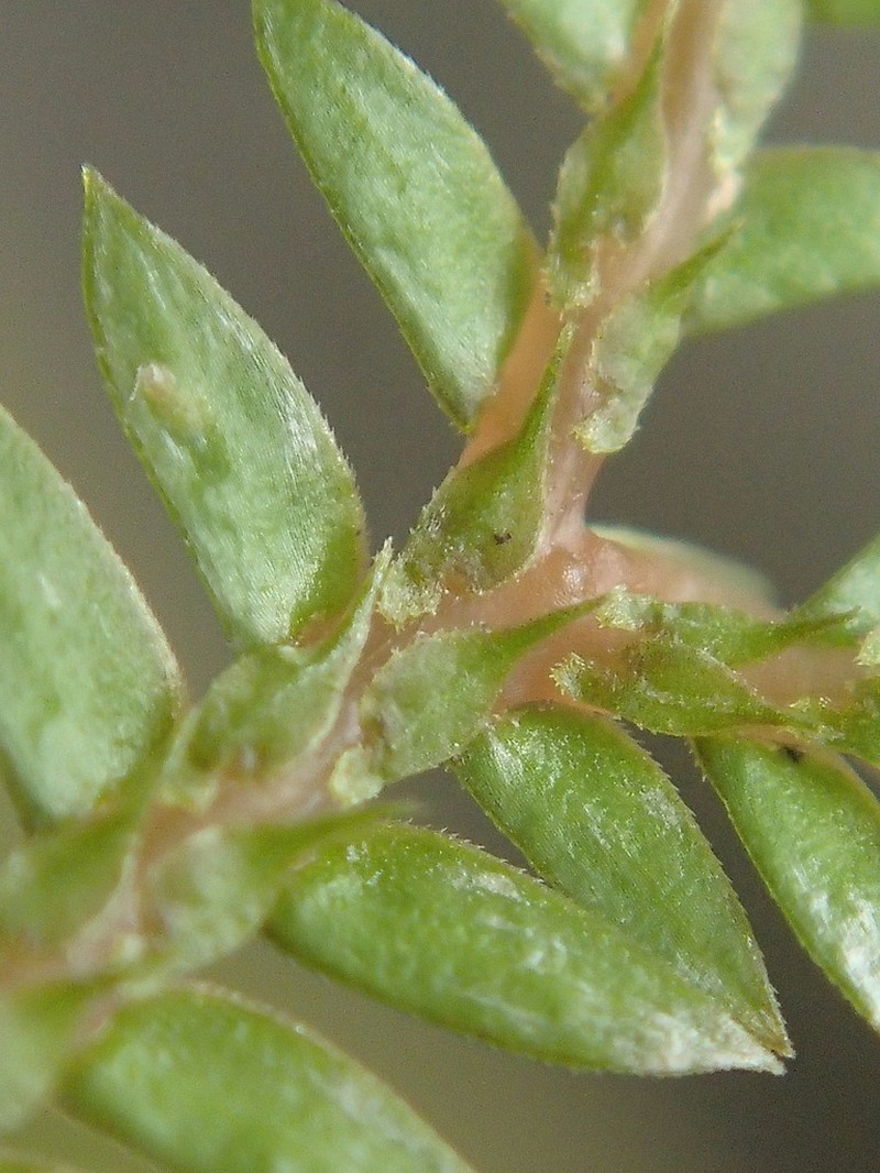 Selaginella sechellarum photo 6