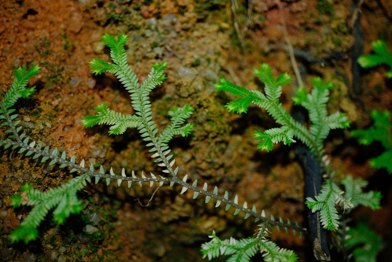 Selaginella sechellarum photo 7
