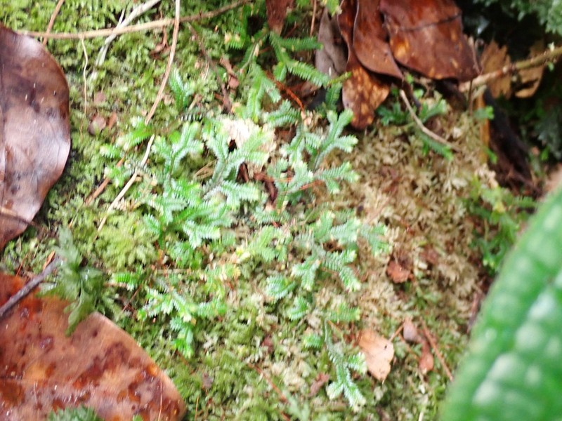 Selaginella sechellarum photo 8