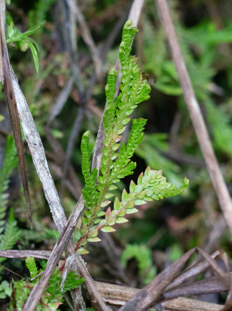 Selaginella seemannii